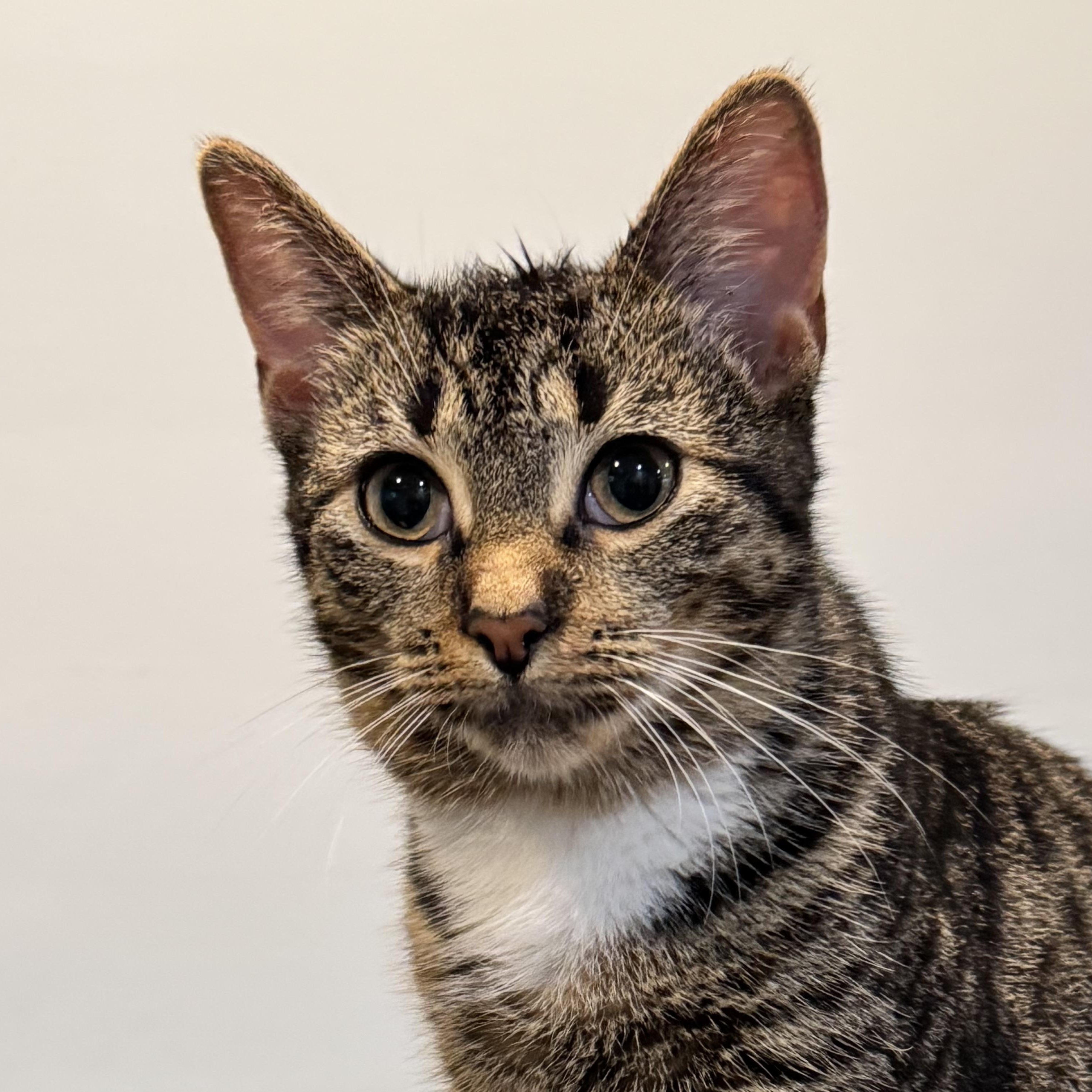 Enlarge Sam LaPorta, a Adoptable mixed breed in Rochester Hills, MI image 2/3