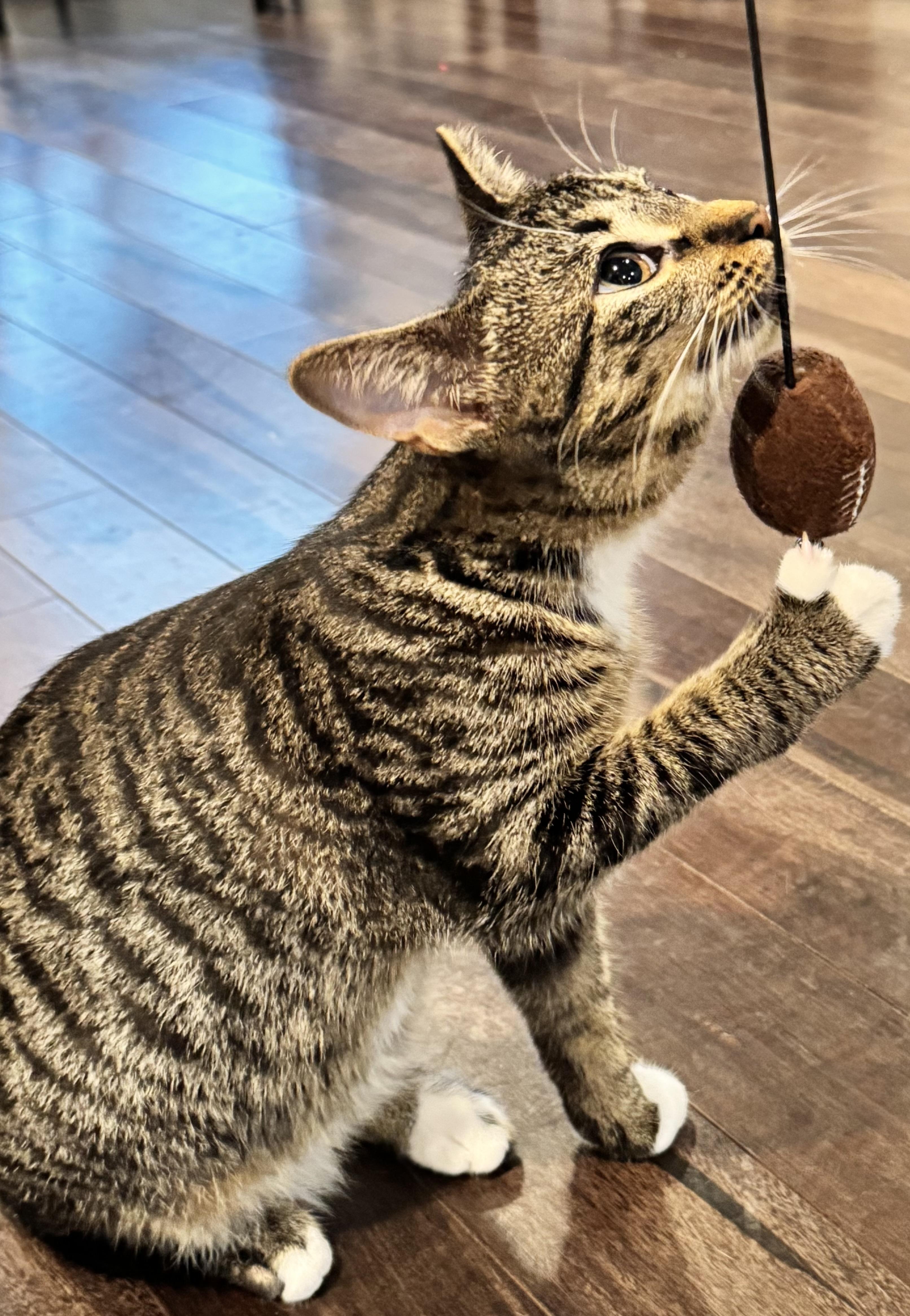 Enlarge Sam LaPorta, a Adoptable mixed breed in Rochester Hills, MI image 3/3