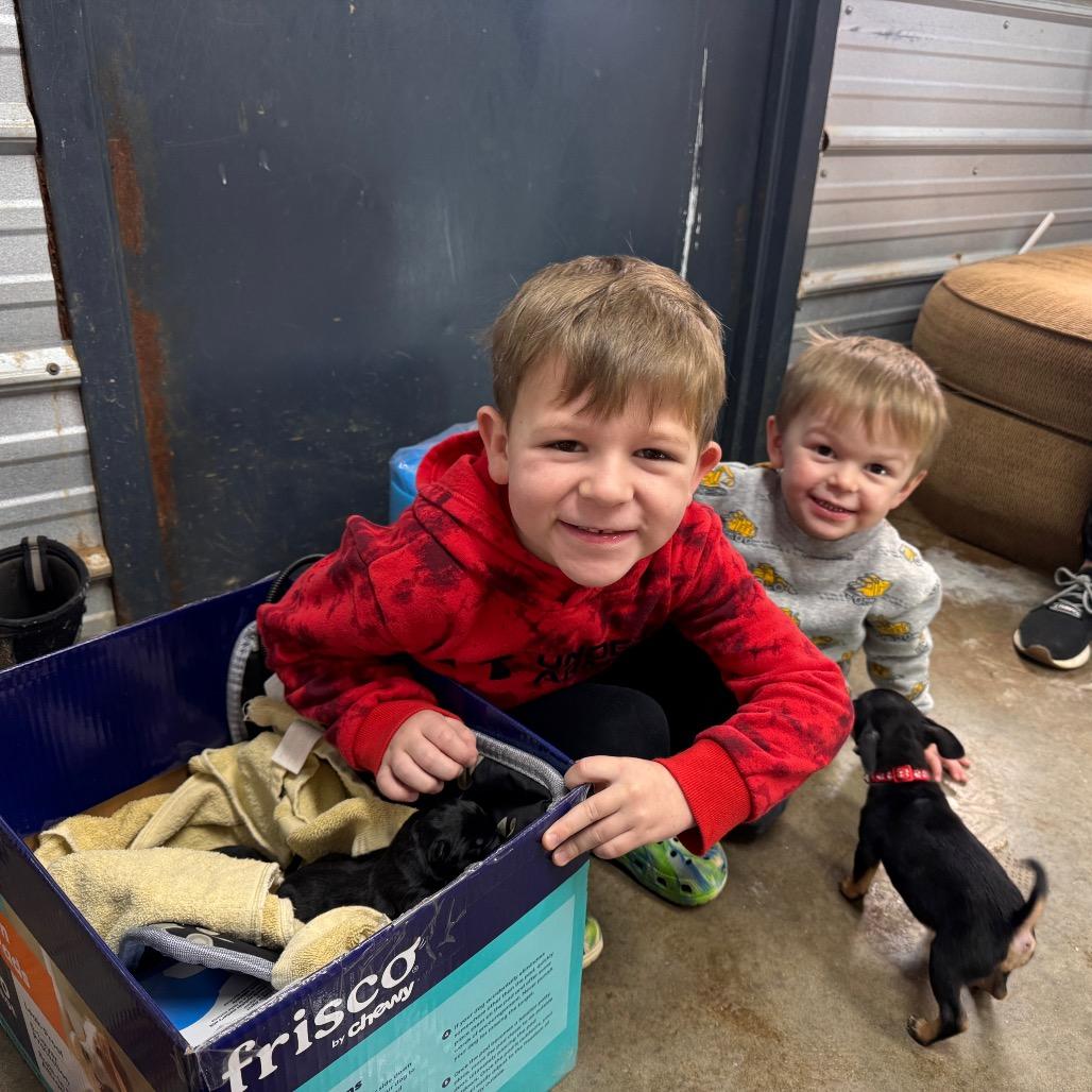 Enlarge Ranger, a Adoptable German Shepherd Dog in Pinson, TN image 1/6