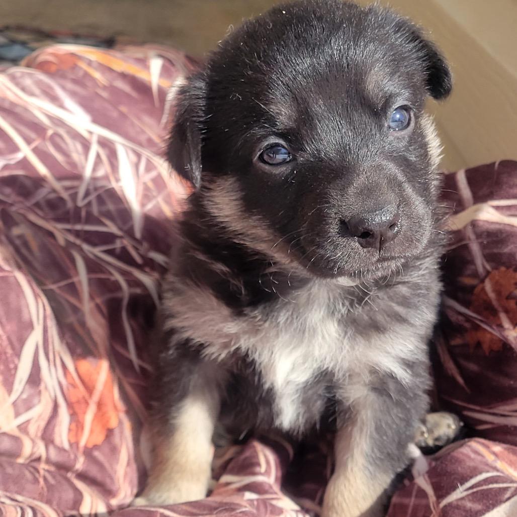 Enlarge Ranger, a Adoptable German Shepherd Dog in Pinson, TN image 4/6