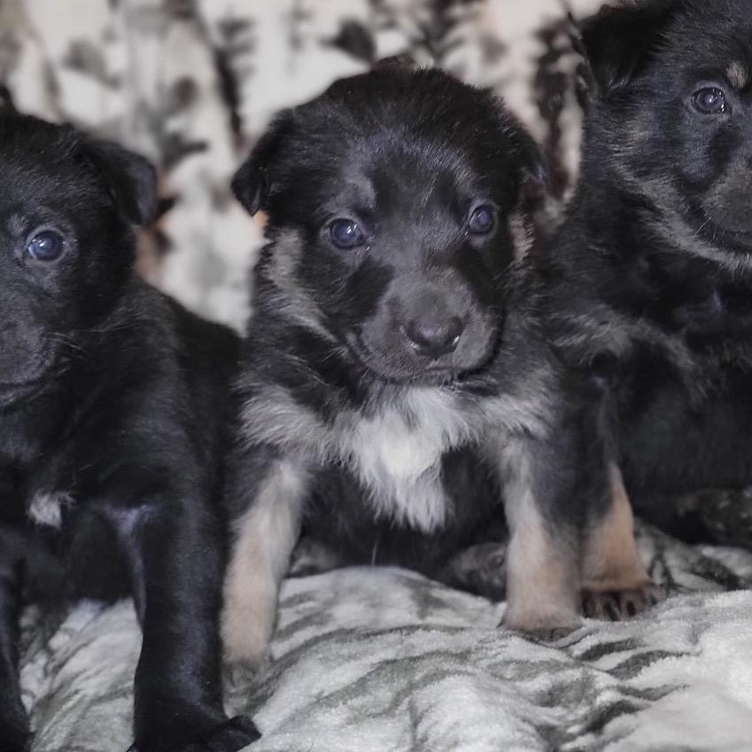 Enlarge Ranger, a Adoptable German Shepherd Dog in Pinson, TN image 5/6