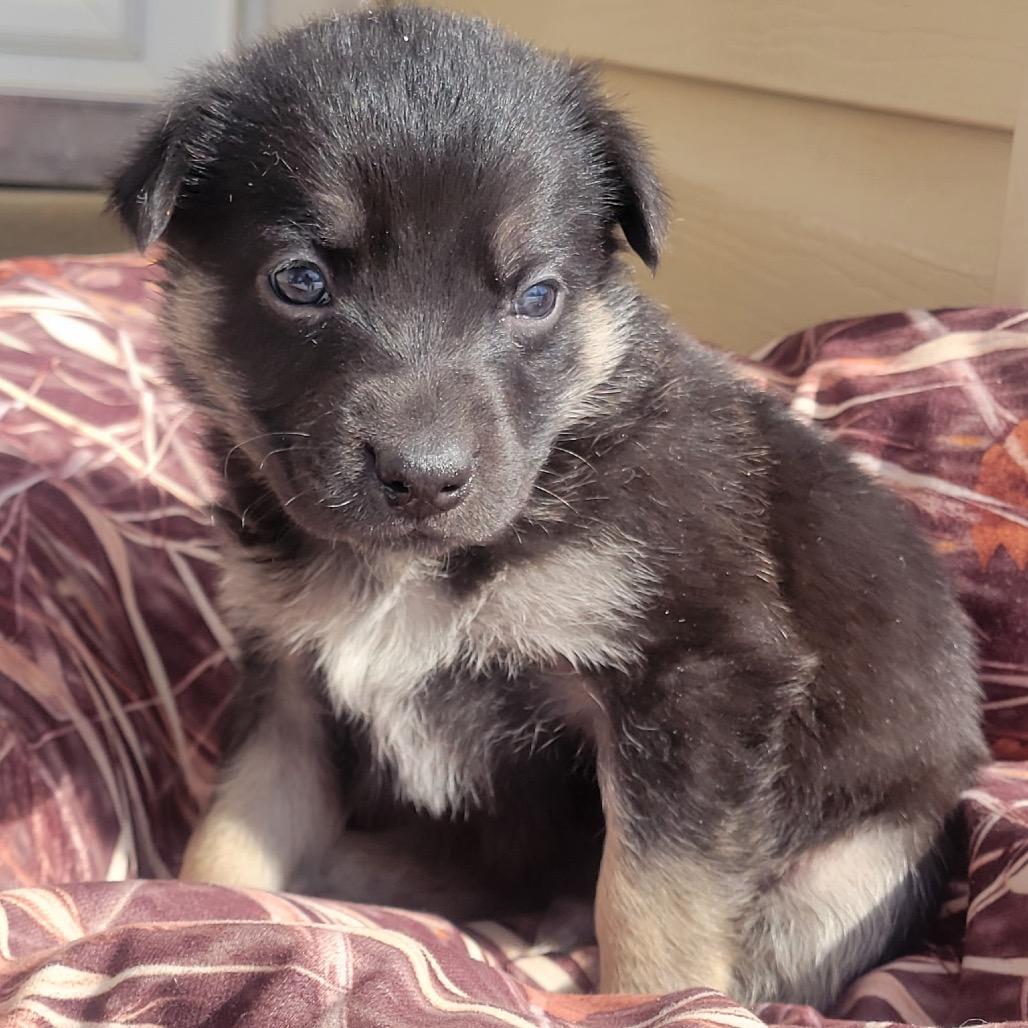 Enlarge Ranger, a Adoptable German Shepherd Dog in Pinson, TN image 6/6