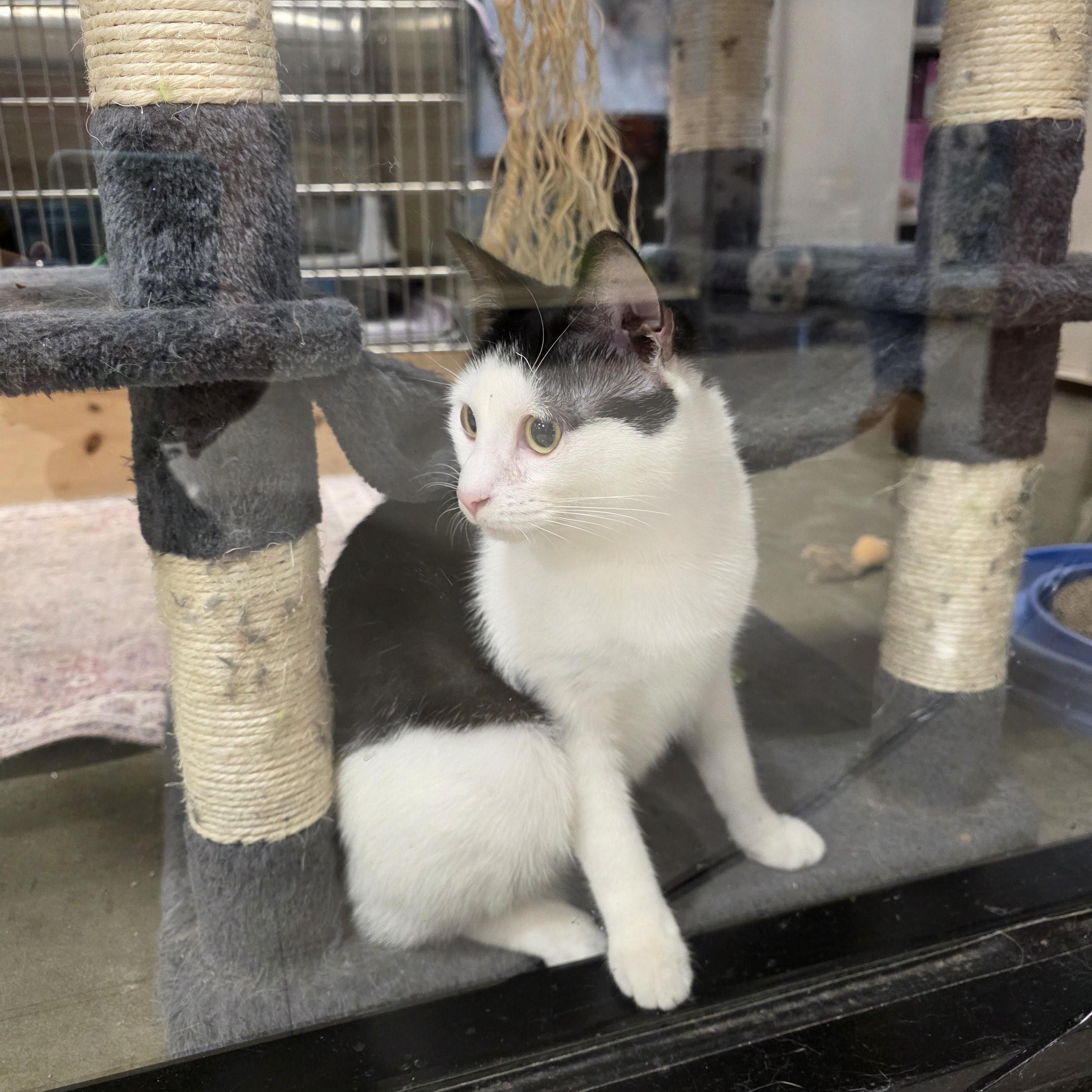 Taboo, an adopted Domestic Short Hair in Richmond, VA image 2/6