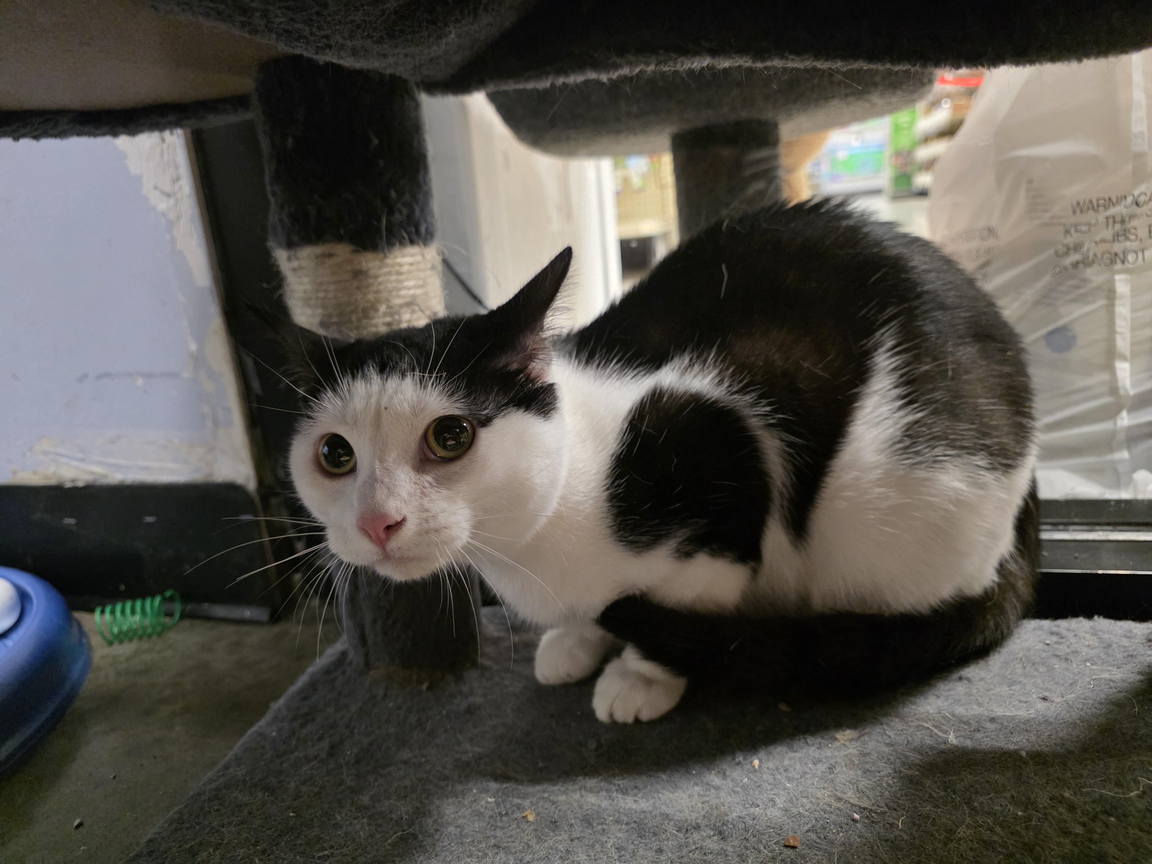 Taboo, an adopted Domestic Short Hair in Richmond, VA image 5/6