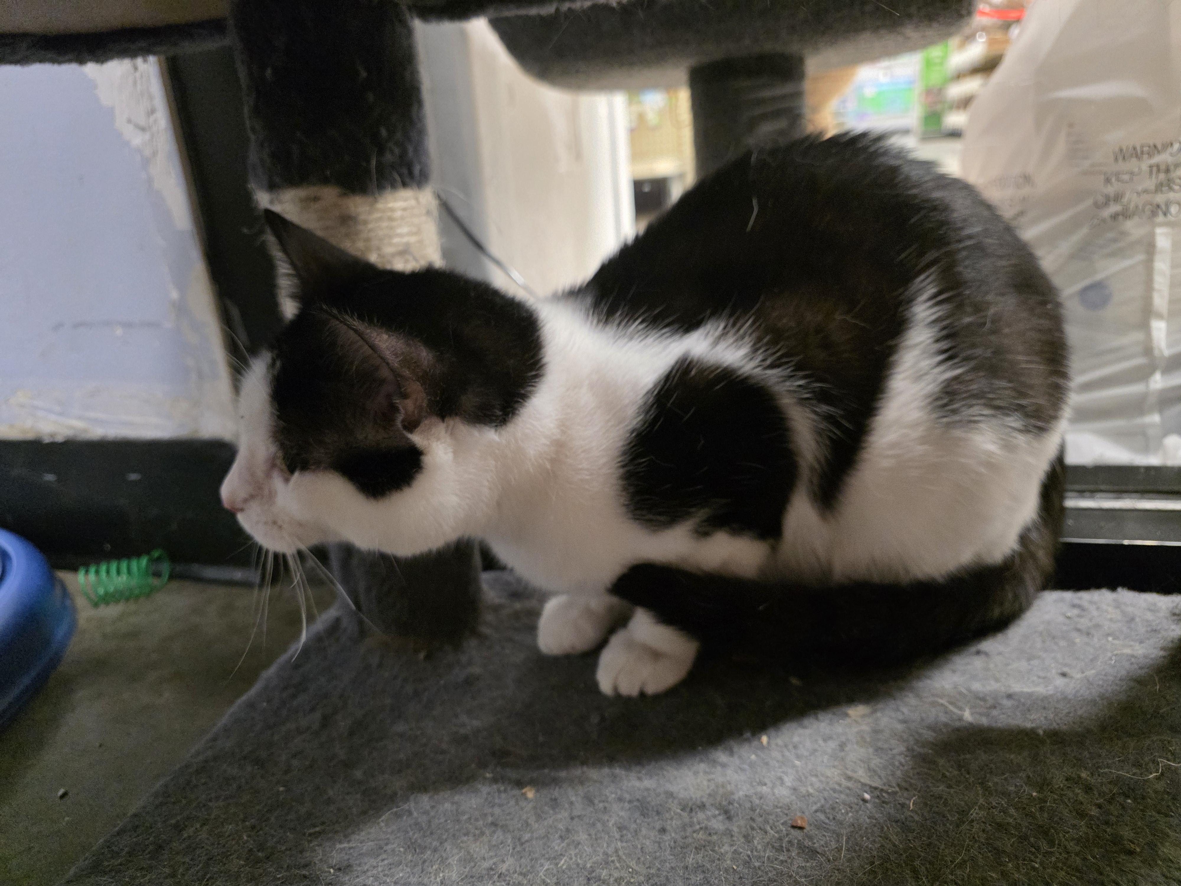 Taboo, an adopted Domestic Short Hair in Richmond, VA image 6/6
