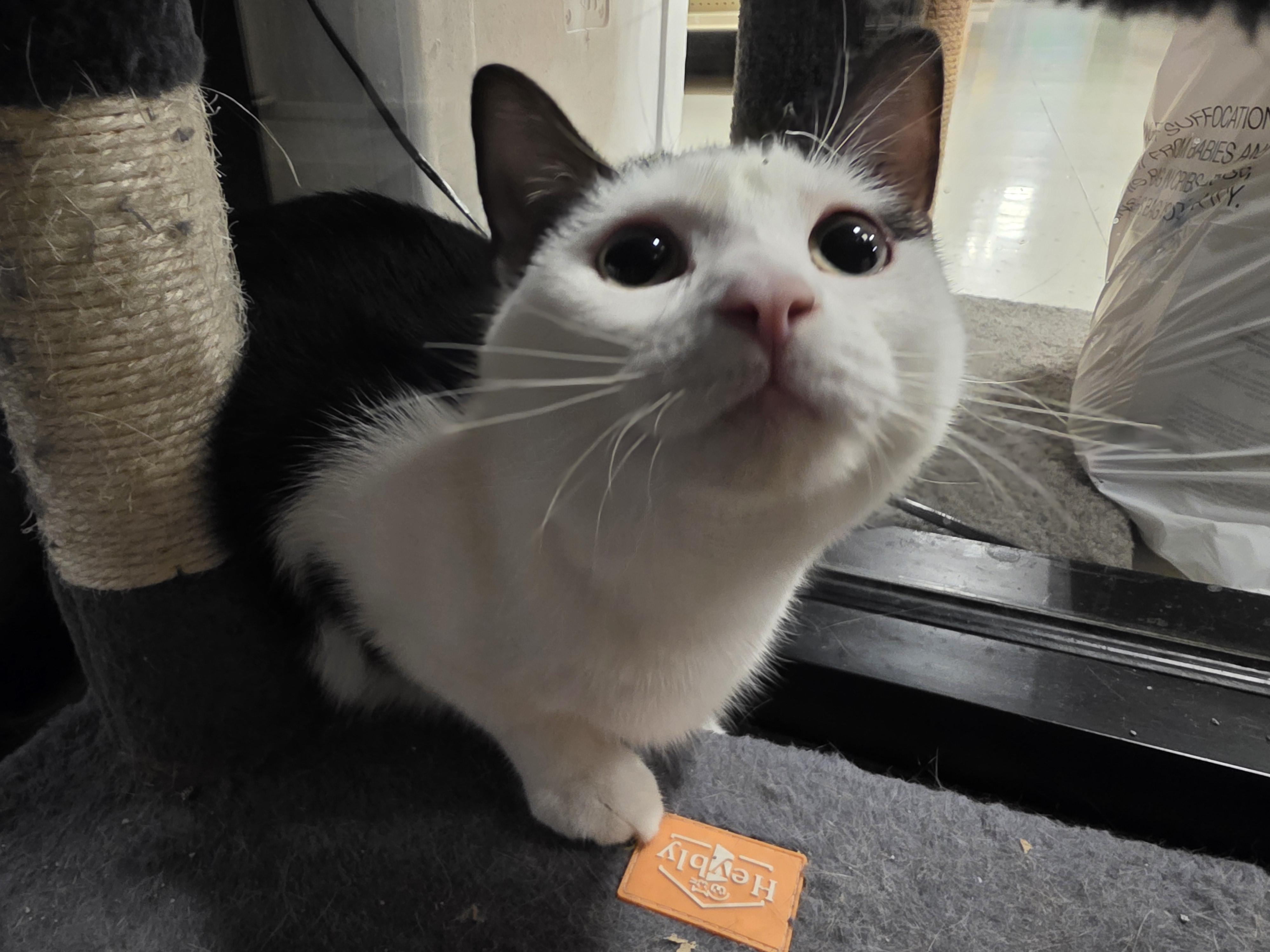 Taboo, an adopted Domestic Short Hair in Richmond, VA image 3/6