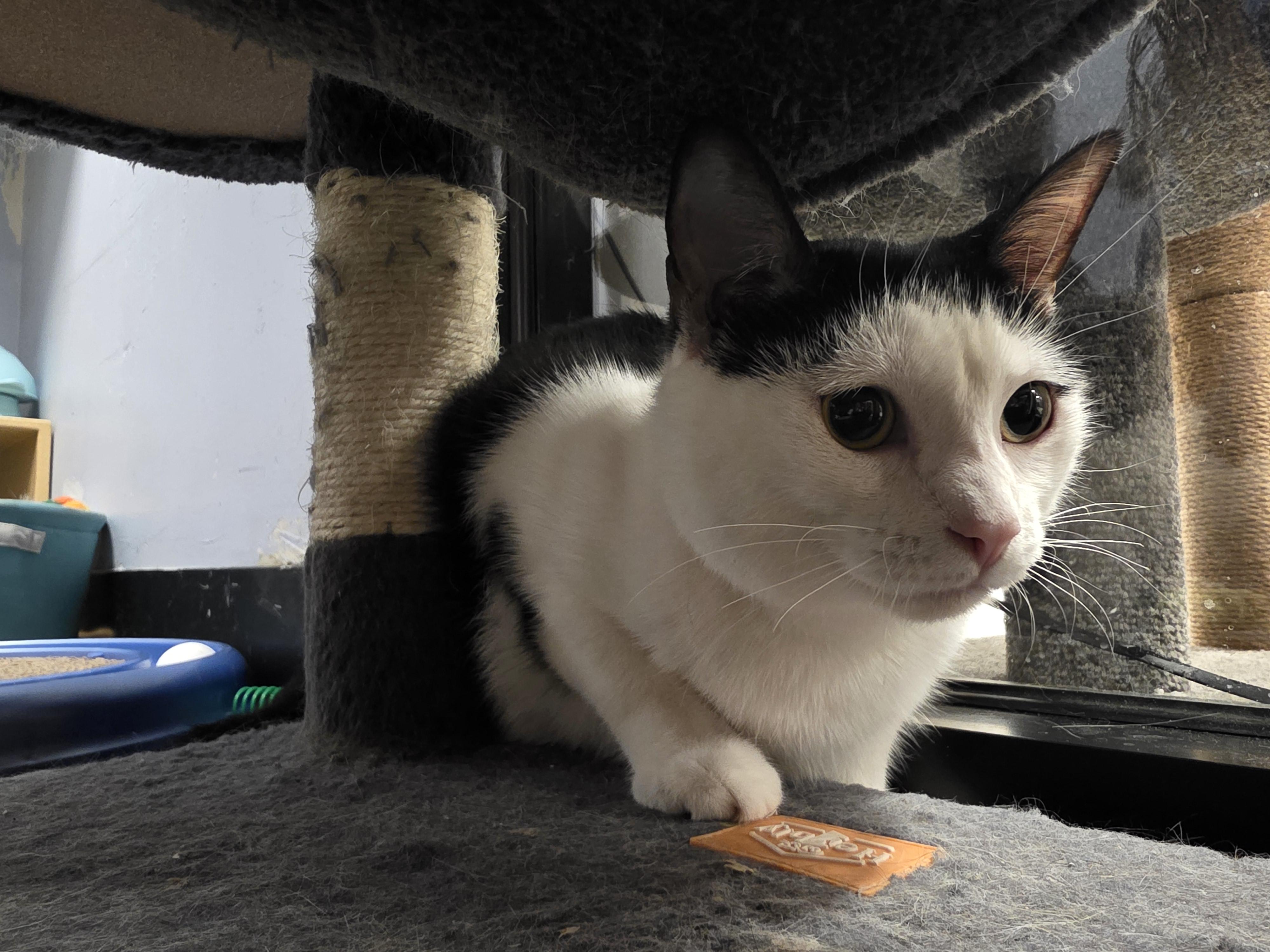Taboo, an adopted Domestic Short Hair in Richmond, VA image 4/6