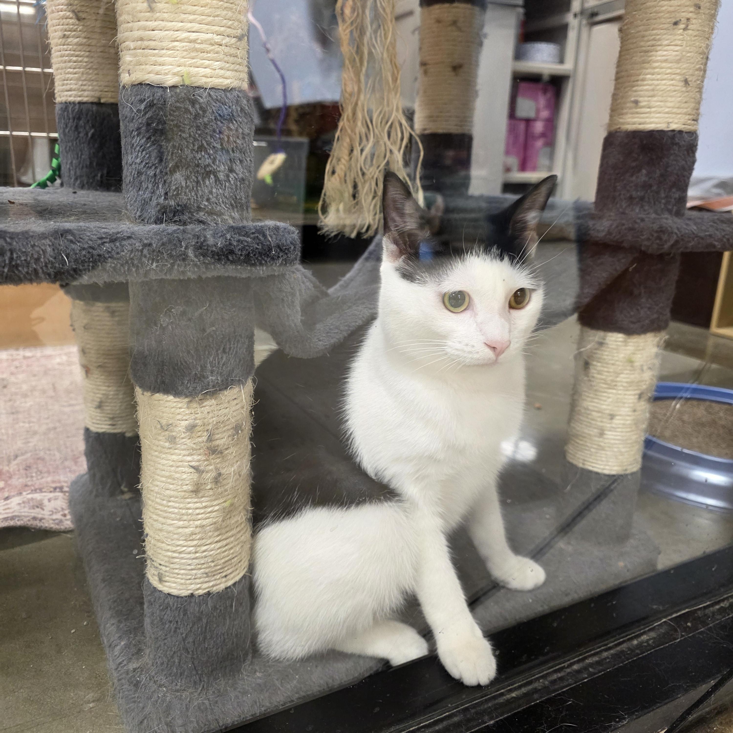 Taboo, adopted, Young Female Domestic Short Hair.