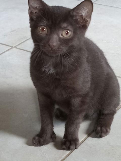 Enlarge Sean, a Adopted Domestic Short Hair in Rochester, NY image 1/2