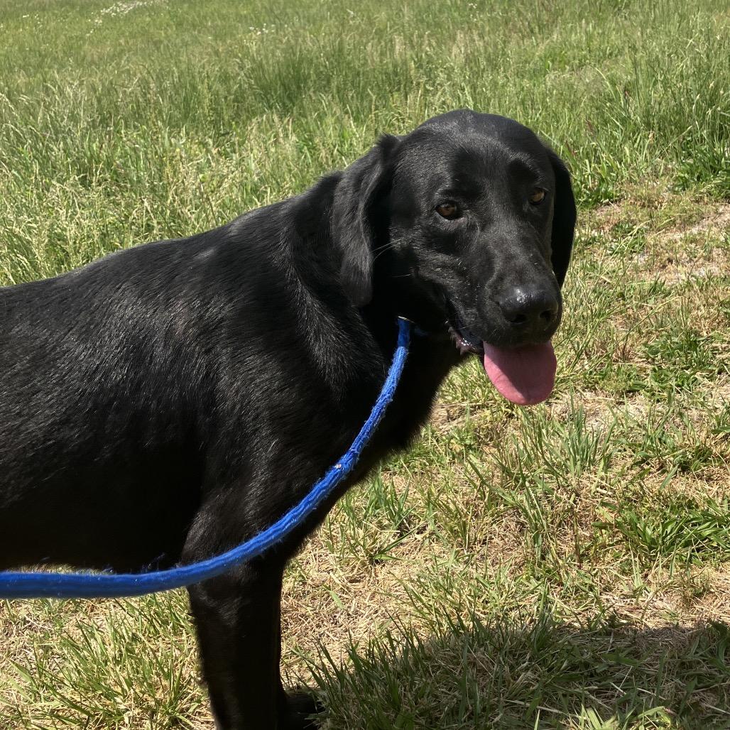 Buck, Adoptable, Adult Male Black Labrador Retriever & Mixed Breed.