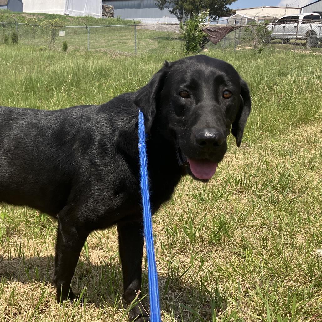 Enlarge Buck, a Adoptable mixed breed in Pulaski, TN image 4/5