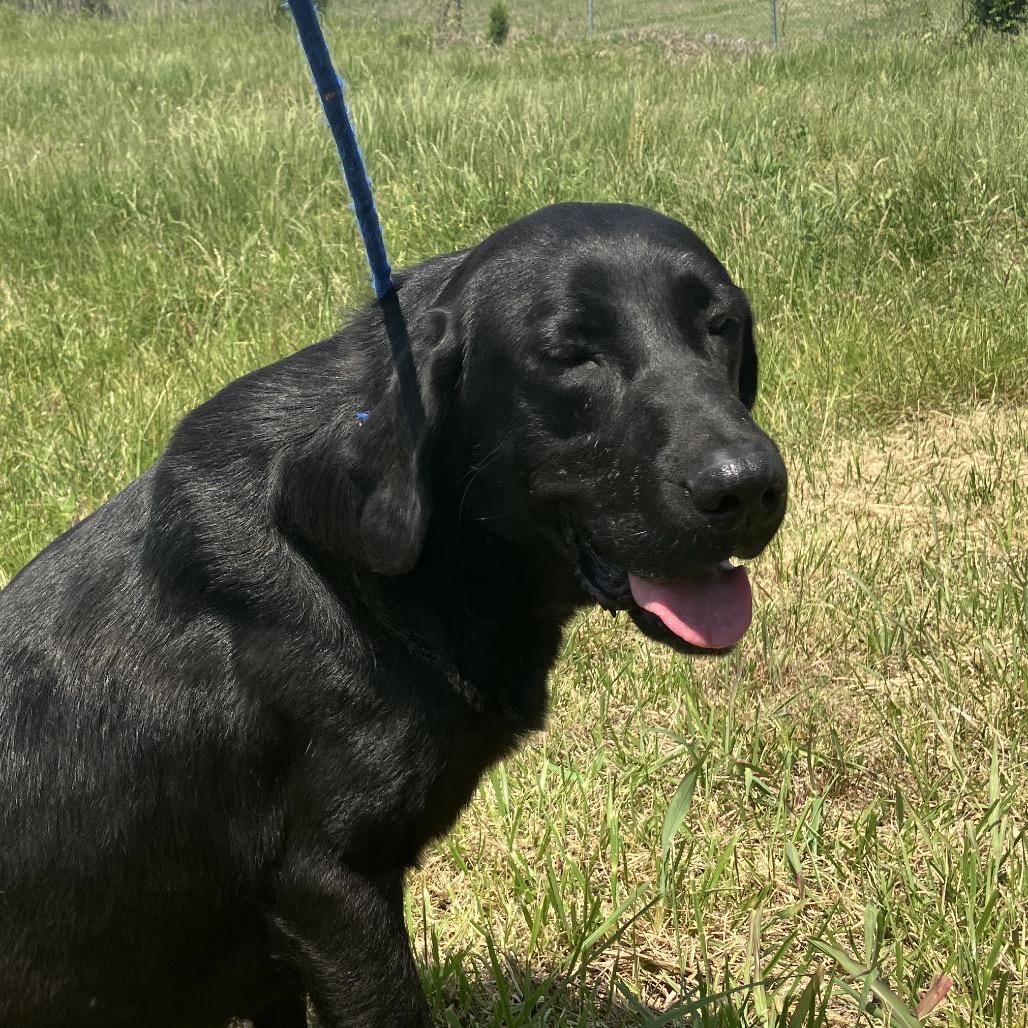 Enlarge Buck, a Adoptable mixed breed in Pulaski, TN image 5/5