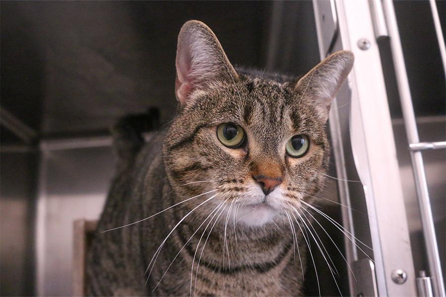 Savannah, a Adoptable mixed breed in Powell, OH image 1/3