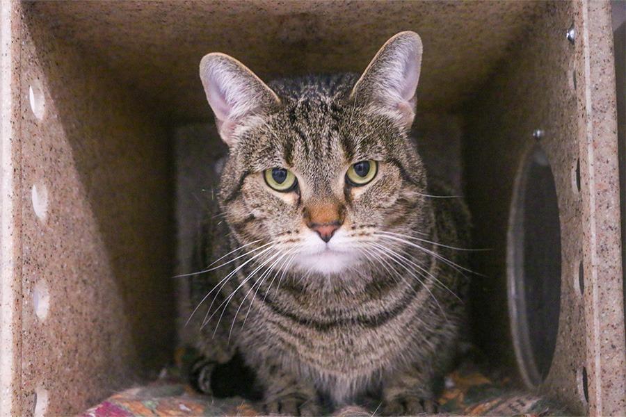 Savannah, a Adoptable mixed breed in Powell, OH image 2/3