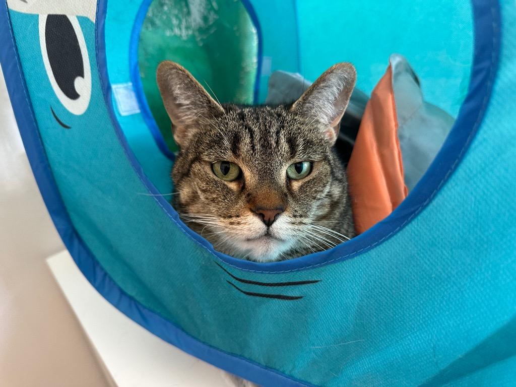 Savannah, a Adoptable mixed breed in Powell, OH image 3/3