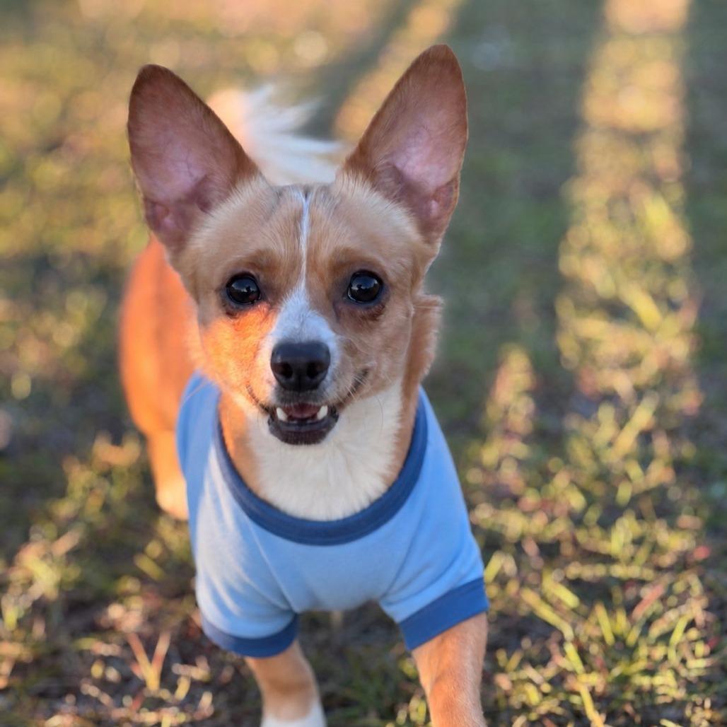 Brutus, Adoptable, Adult Male Chihuahua.