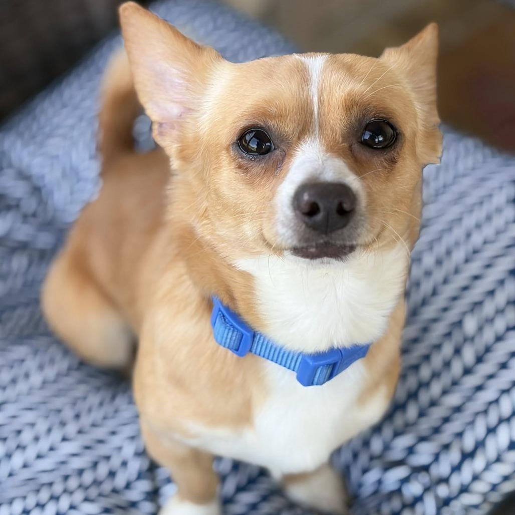 Enlarge Brutus, a Adoptable Chihuahua in Enterprise, AL image 2/2