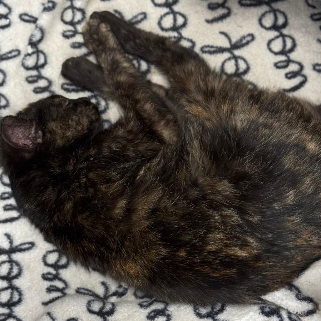 Enlarge Tortilla, a Adoptable Domestic Short Hair in Chariton, IA image 1/4