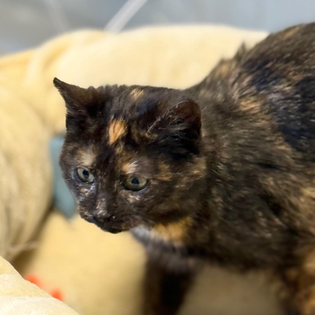 Enlarge Tortilla, a Adoptable Domestic Short Hair in Chariton, IA image 3/4