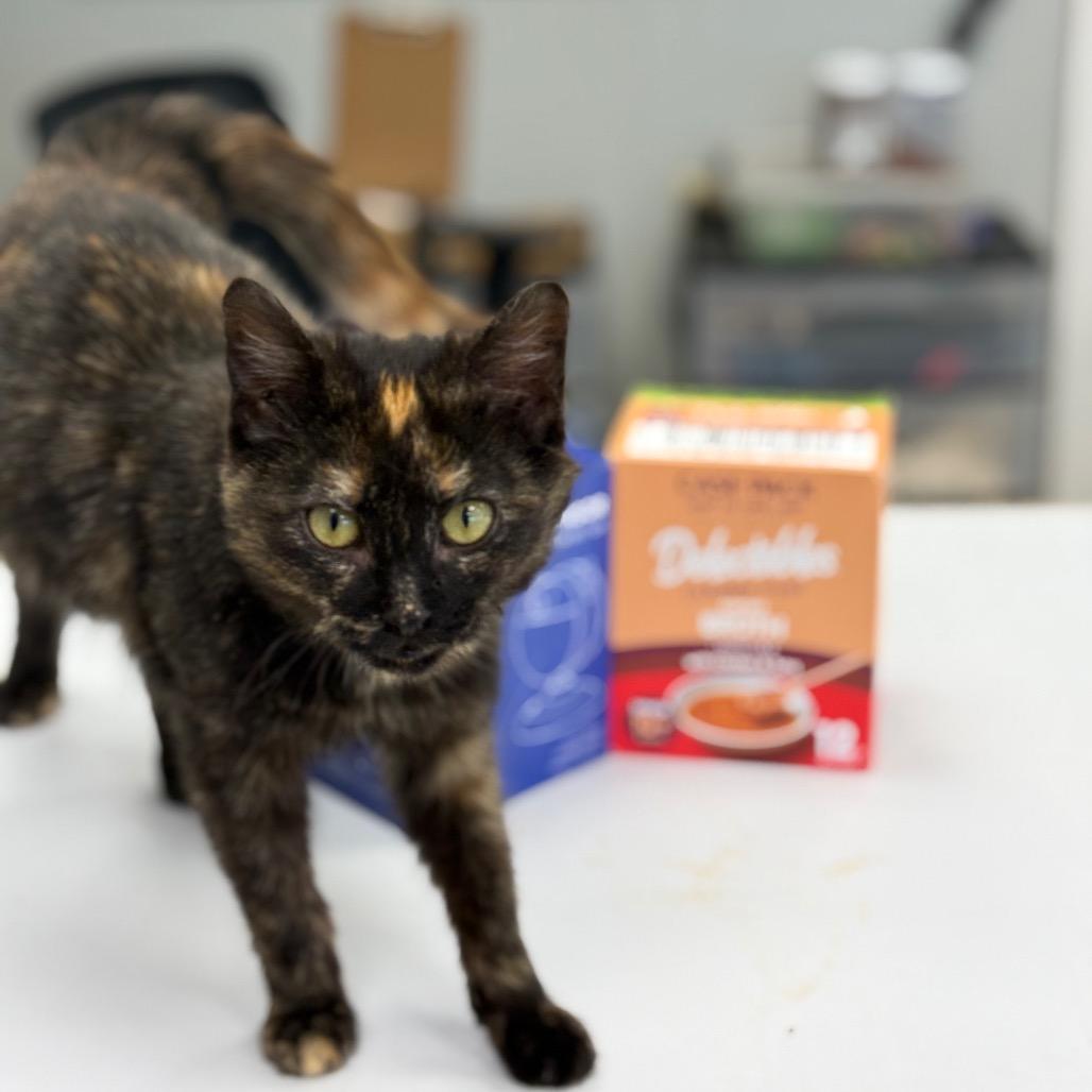 Enlarge Tortilla, a Adoptable Domestic Short Hair in Chariton, IA image 4/4