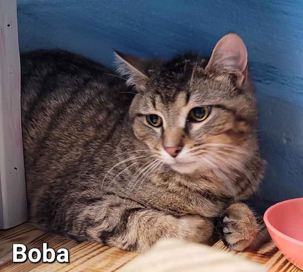 Boba, a Adoptable mixed breed in Defiance, OH image 1/6