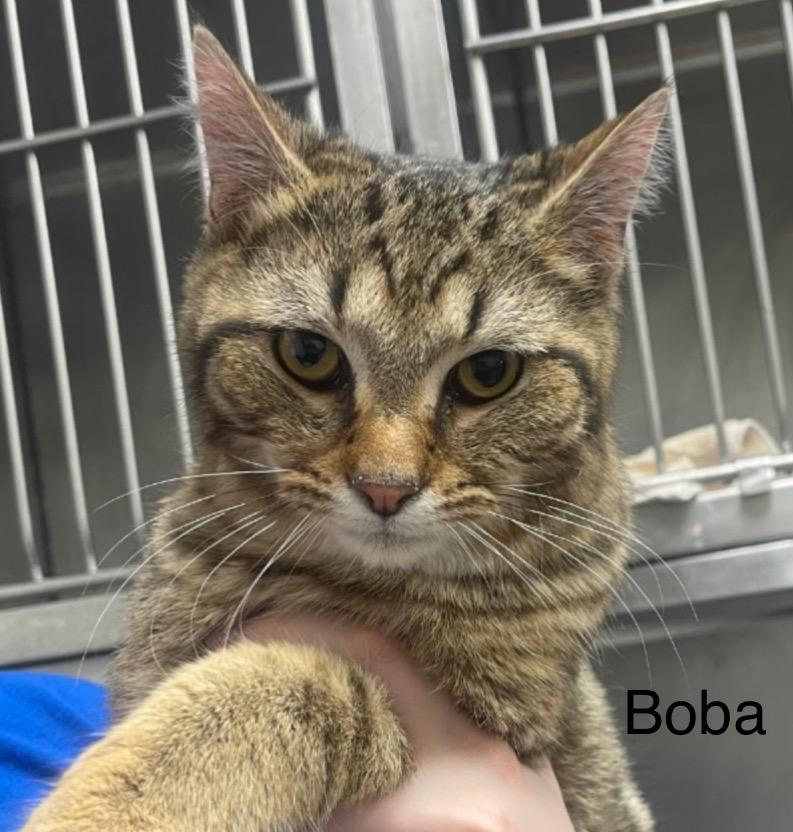 Boba, a Adoptable mixed breed in Defiance, OH image 4/6