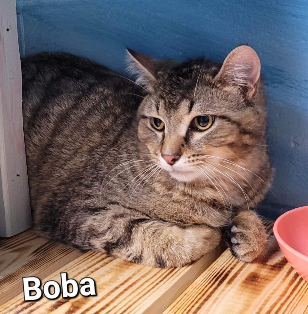 Boba, a Adoptable mixed breed in Defiance, OH image 5/6