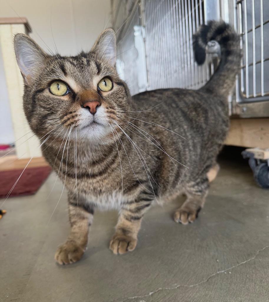 Boba, a Adoptable mixed breed in Defiance, OH image 6/6