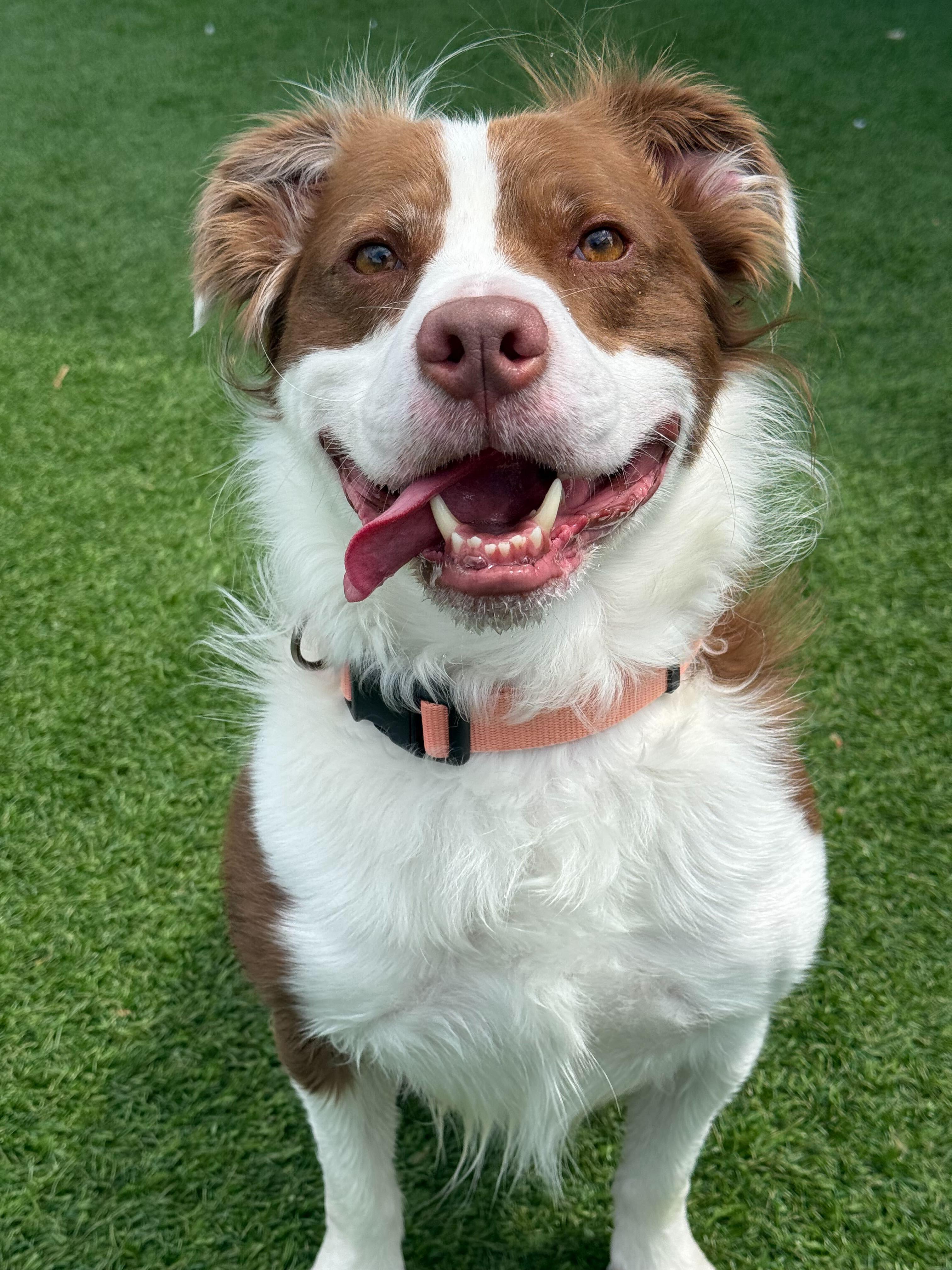 Maverick, a ADOPTABLE mixed breed in Queenstown, MD image 1/6