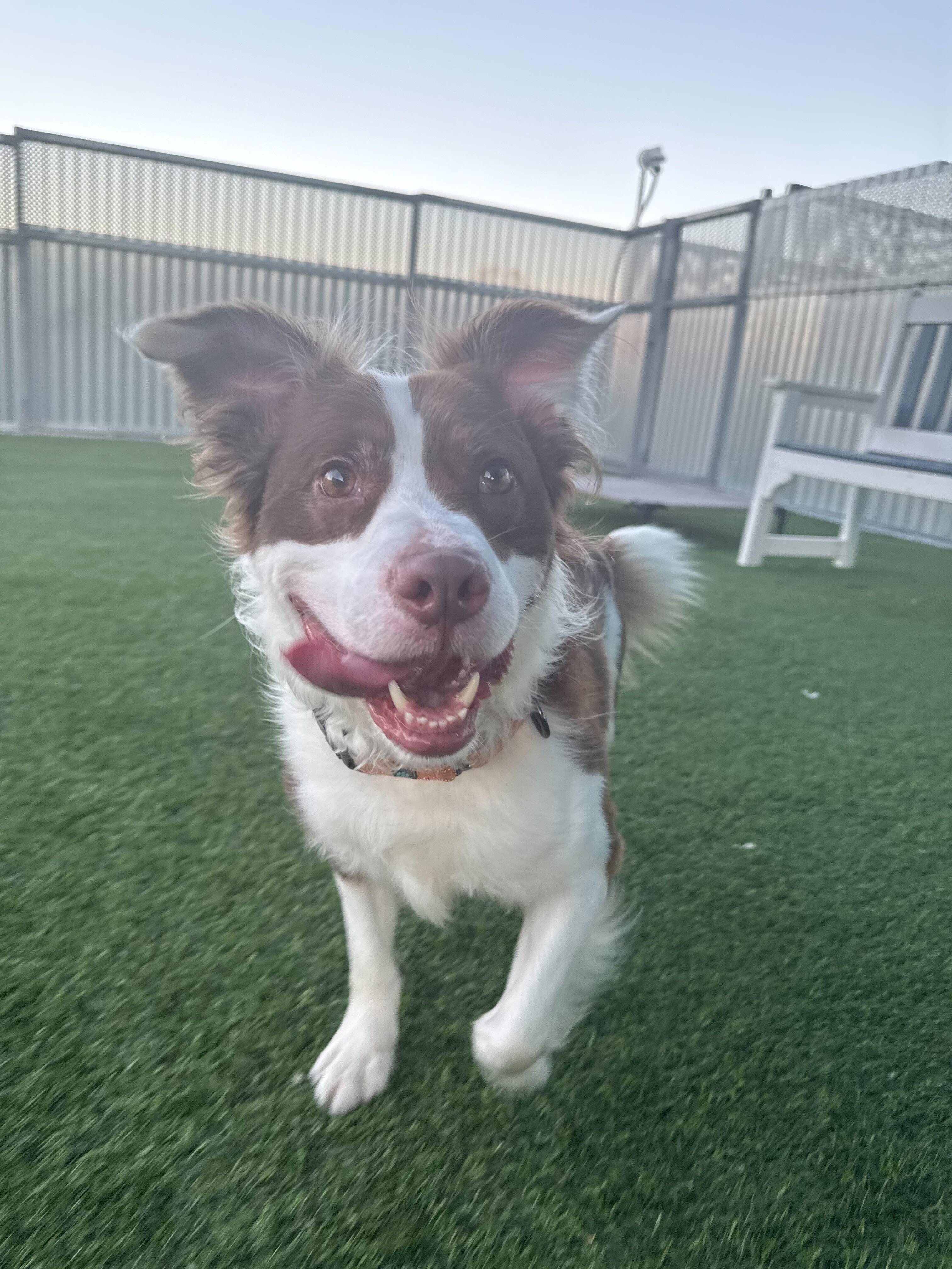 Maverick, a ADOPTABLE mixed breed in Queenstown, MD image 2/5