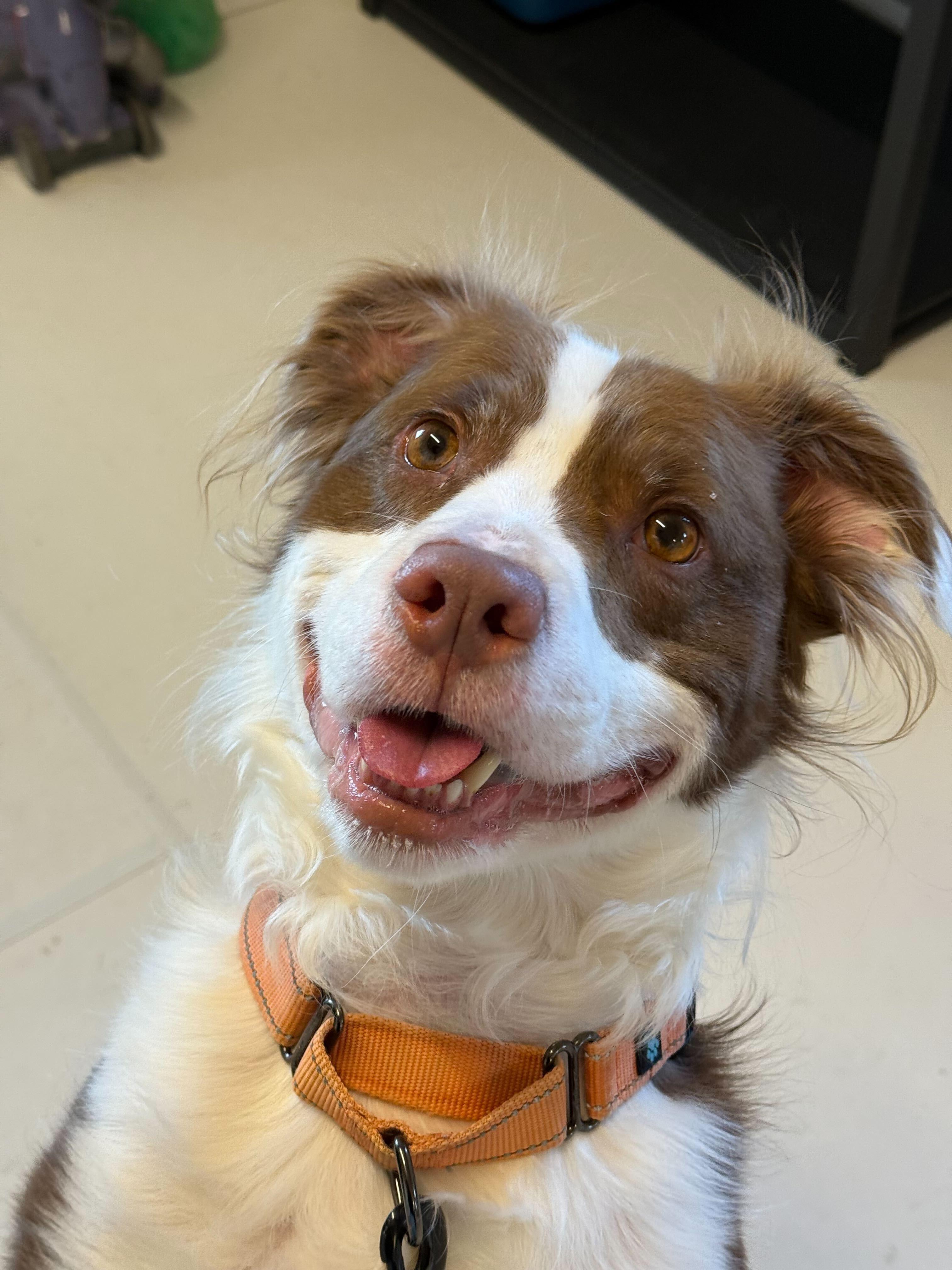 Maverick, a ADOPTABLE mixed breed in Queenstown, MD image 1/5