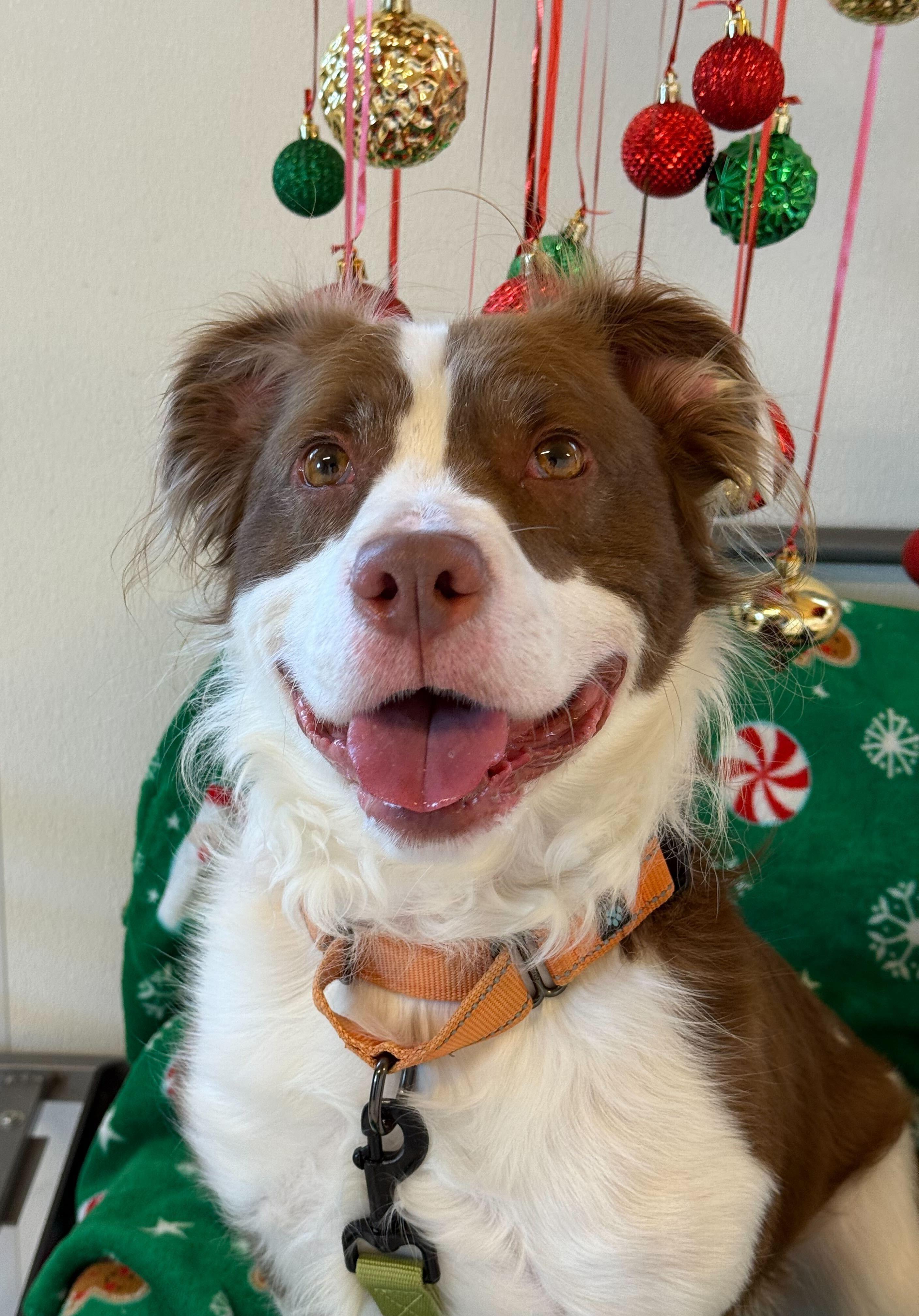 Maverick, a ADOPTABLE mixed breed in Queenstown, MD image 5/5