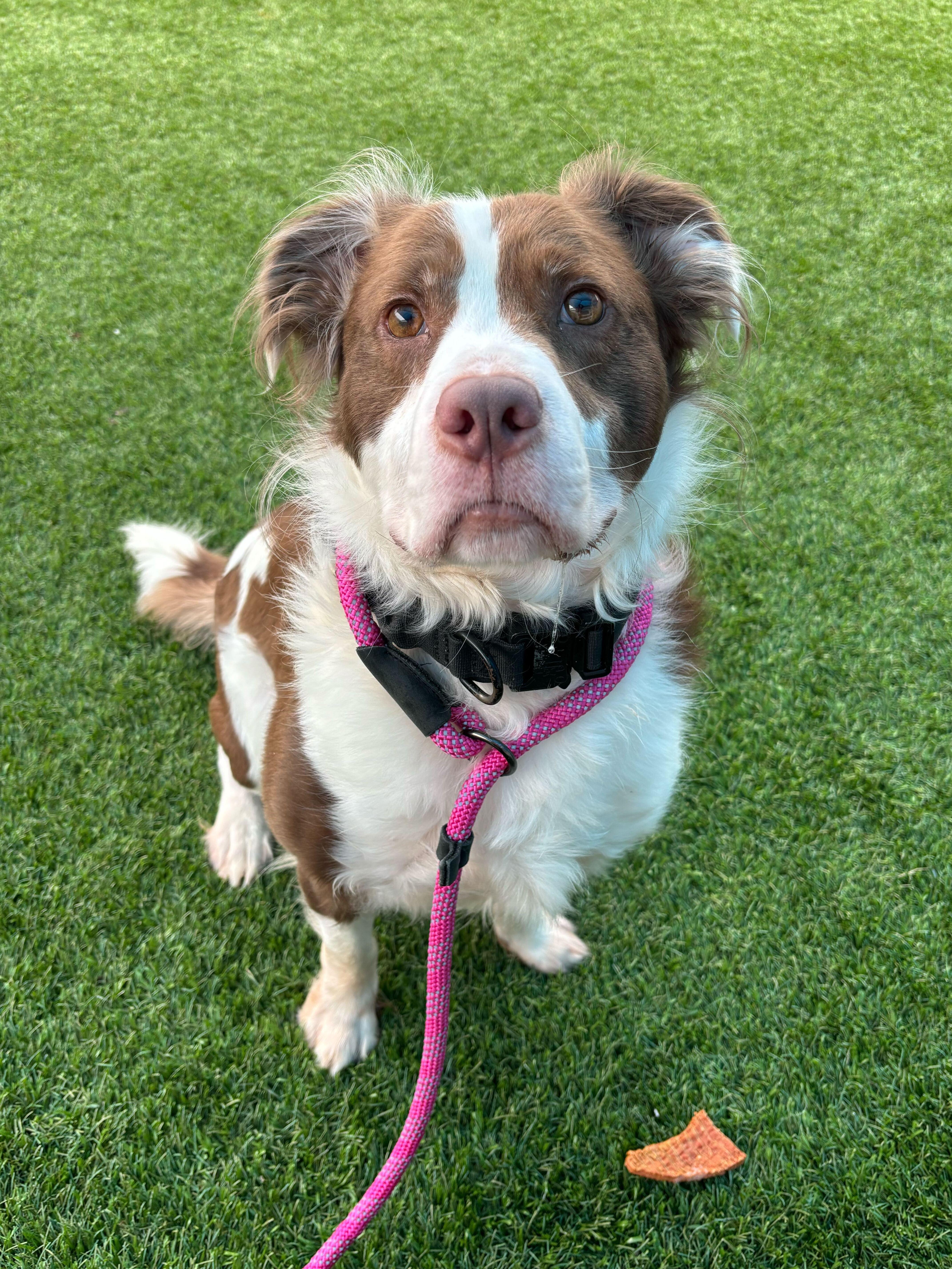 Maverick, a ADOPTABLE mixed breed in Queenstown, MD image 3/5