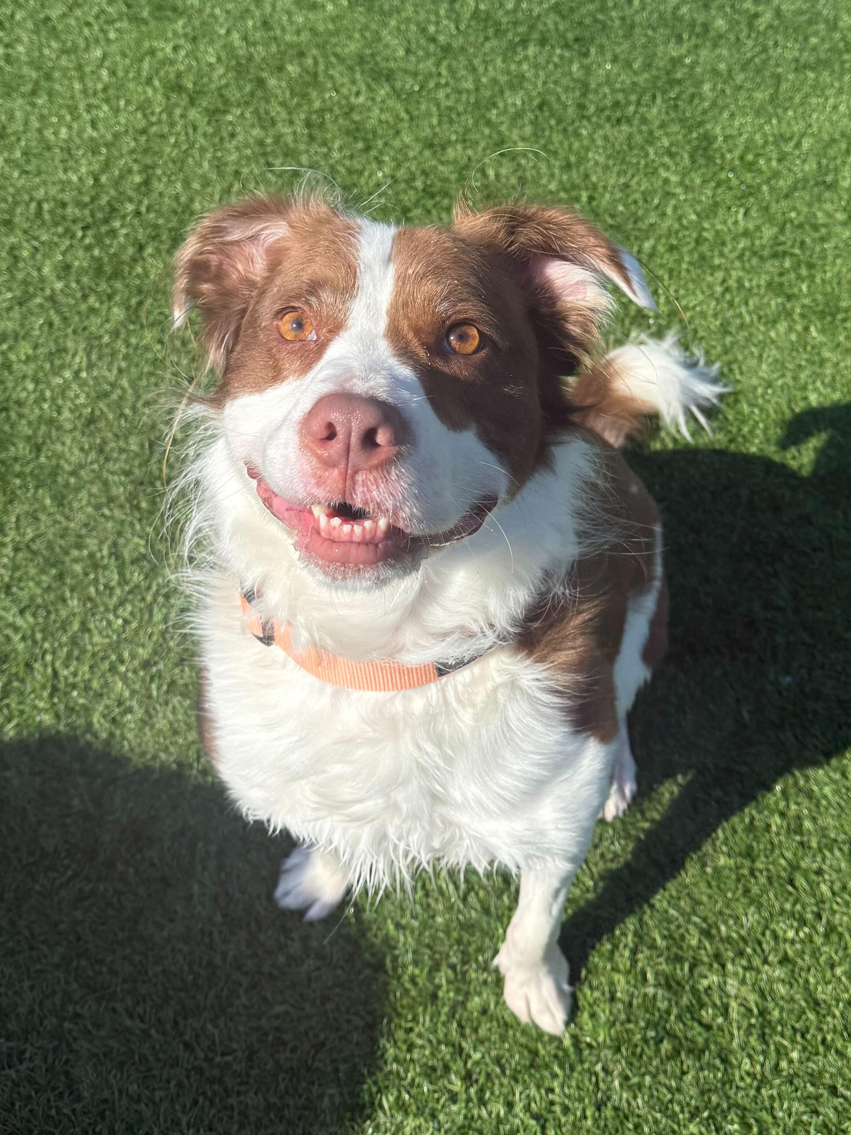 Maverick, a ADOPTABLE mixed breed in Queenstown, MD image 4/6