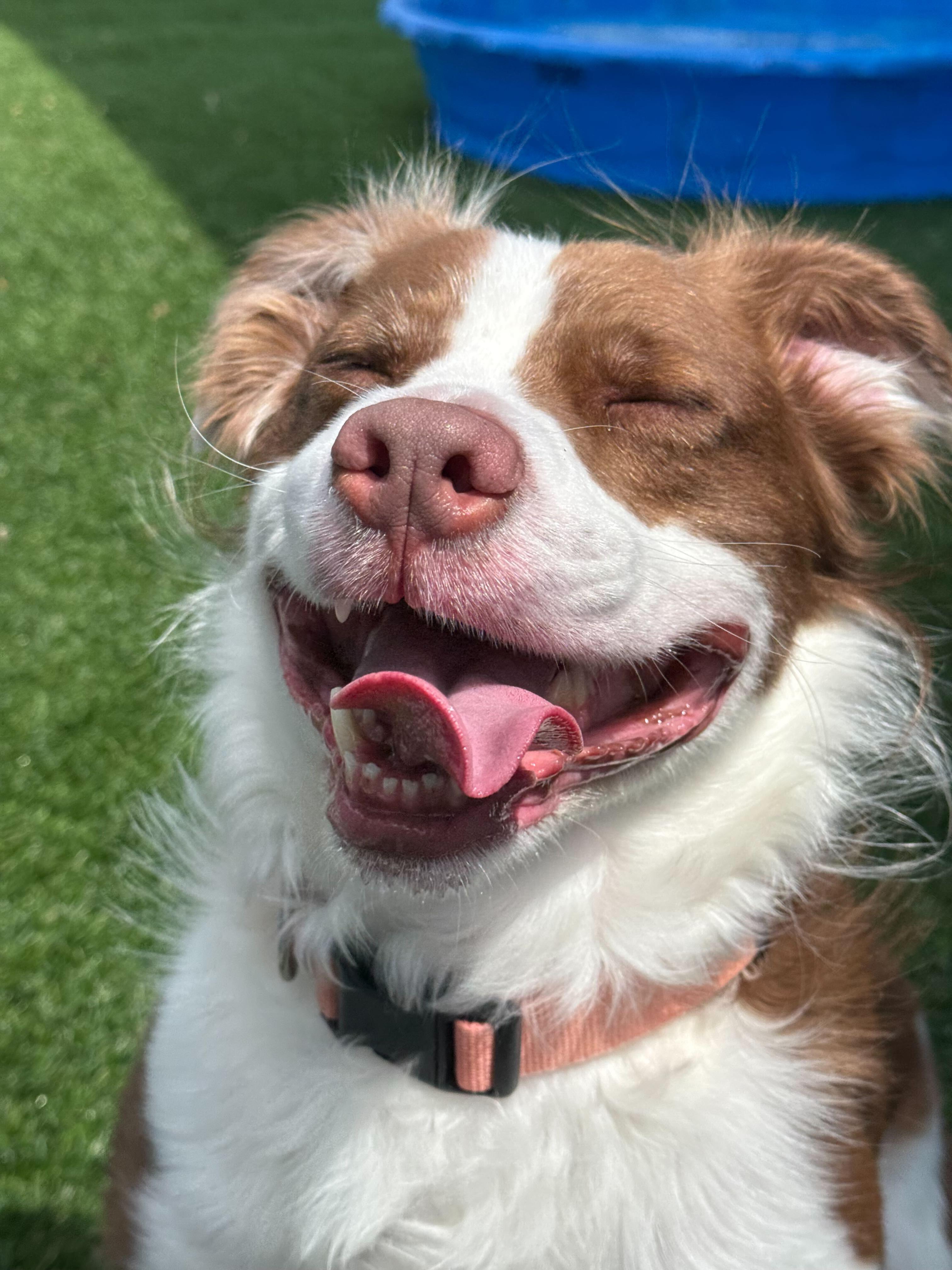 Maverick, a ADOPTABLE mixed breed in Queenstown, MD image 2/6