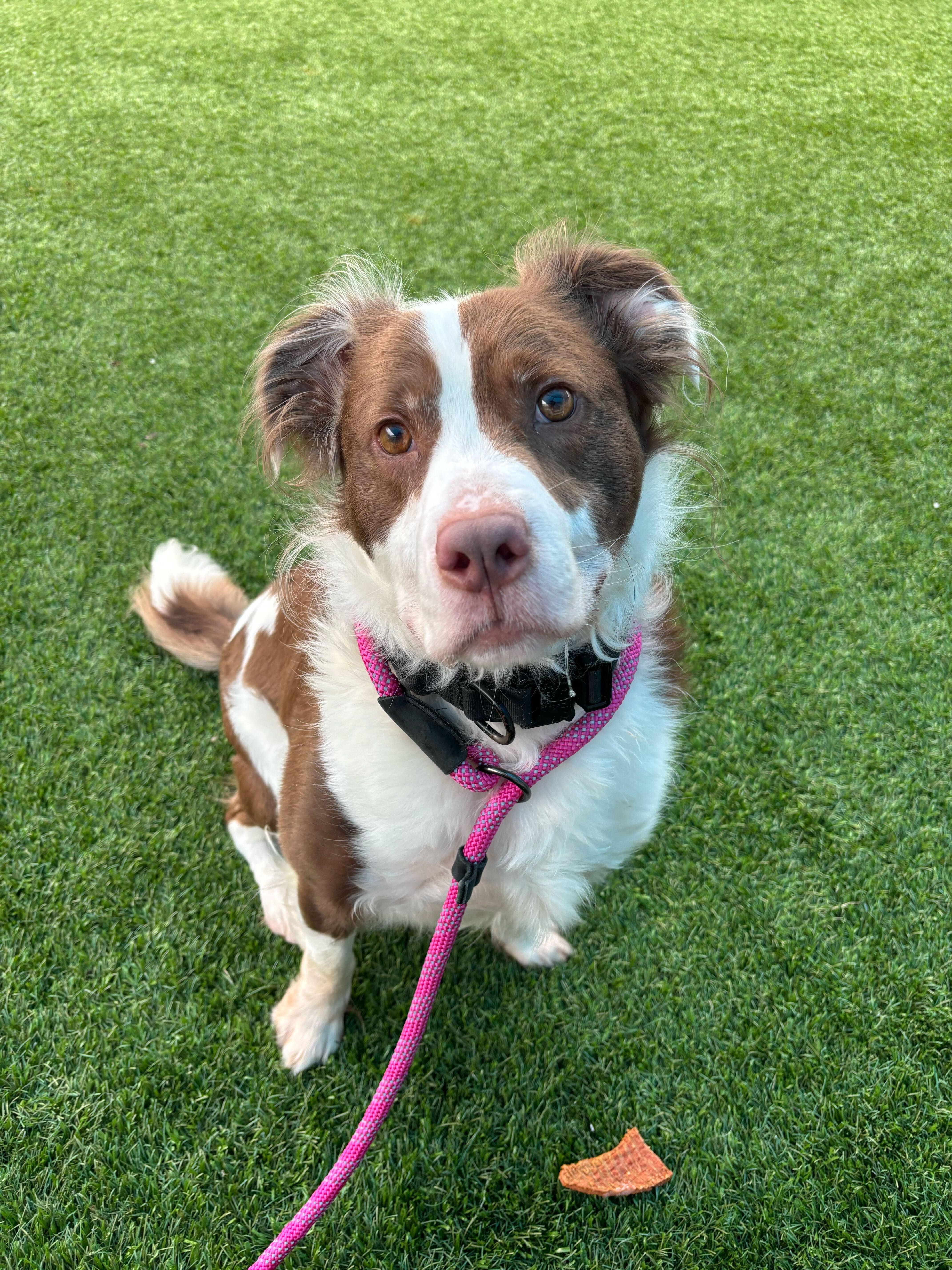 Maverick, a ADOPTABLE mixed breed in Queenstown, MD image 4/5