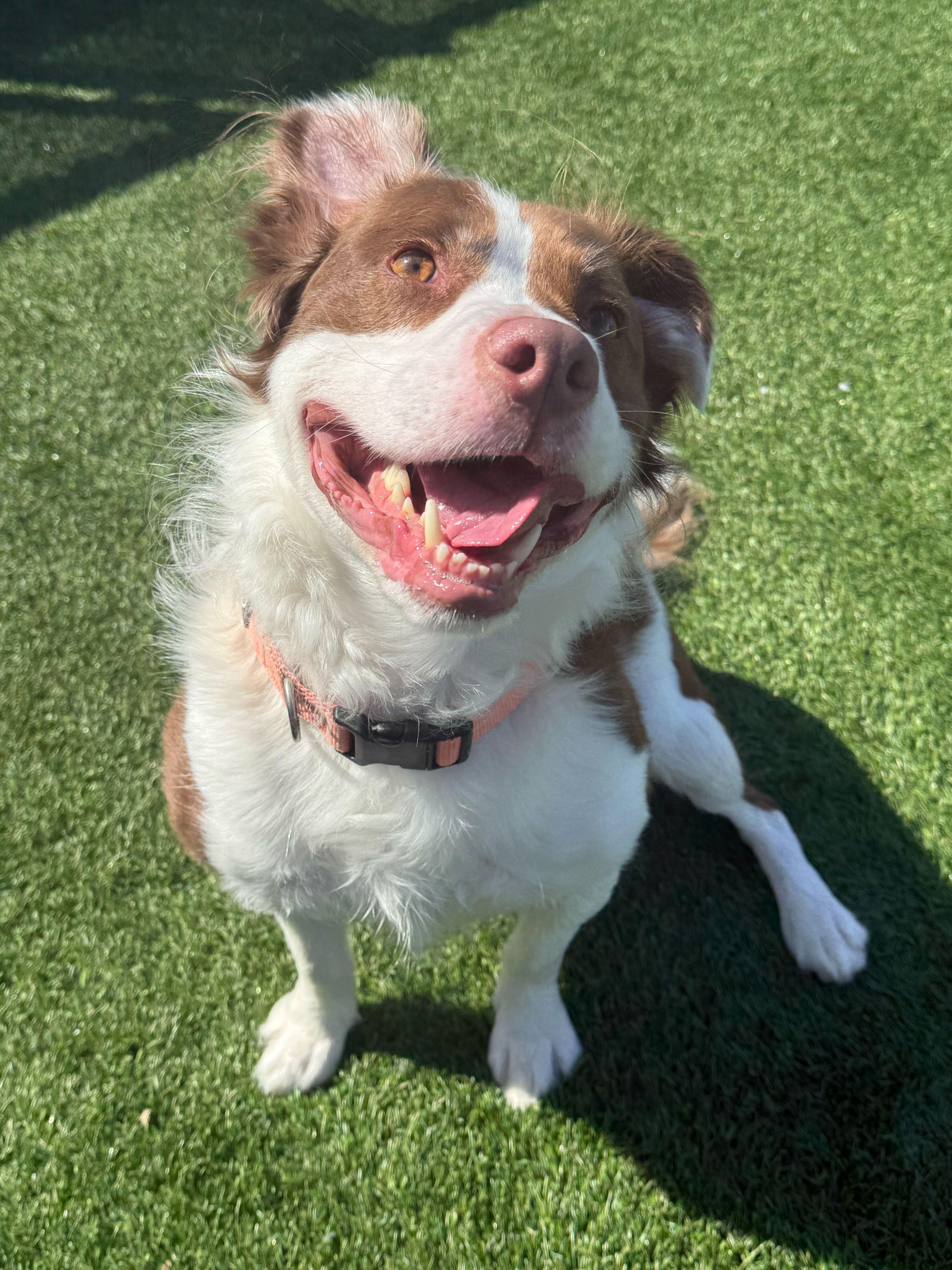 Maverick, a ADOPTABLE mixed breed in Queenstown, MD image 3/6