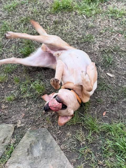 Miller #7, an adopted Yellow Labrador Retriever in Killingworth, CT image 4/6