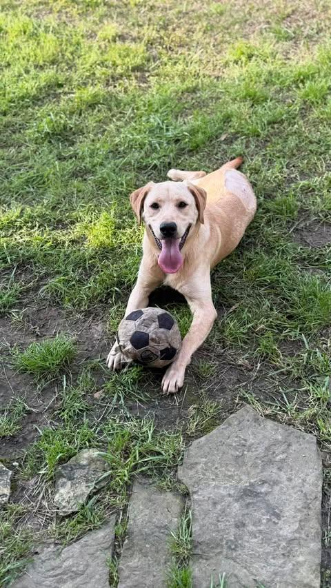 Miller #7, an adopted Yellow Labrador Retriever in Killingworth, CT image 3/6
