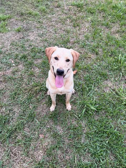 Miller #7, an adopted Yellow Labrador Retriever in Killingworth, CT image 1/6