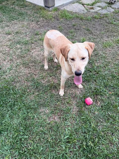 Miller #7, an adopted Yellow Labrador Retriever in Killingworth, CT image 5/6