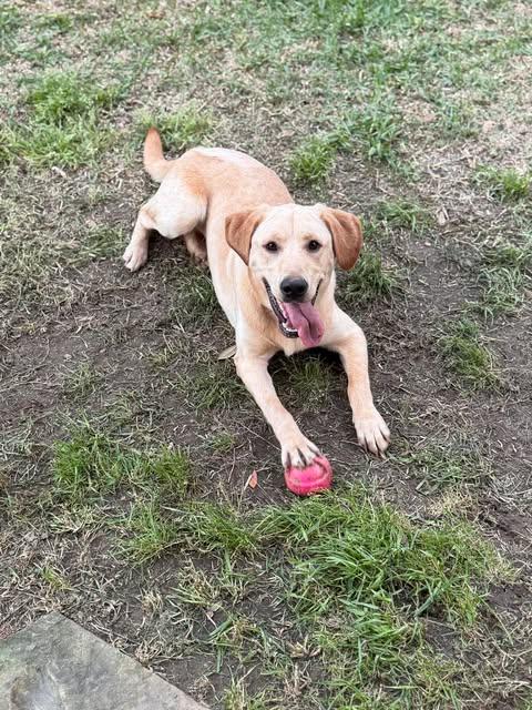 Miller #7, an adopted Yellow Labrador Retriever in Killingworth, CT image 2/6