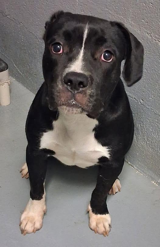 Jelly Belly, ADOPTABLE, Young Female Labrador Retriever.