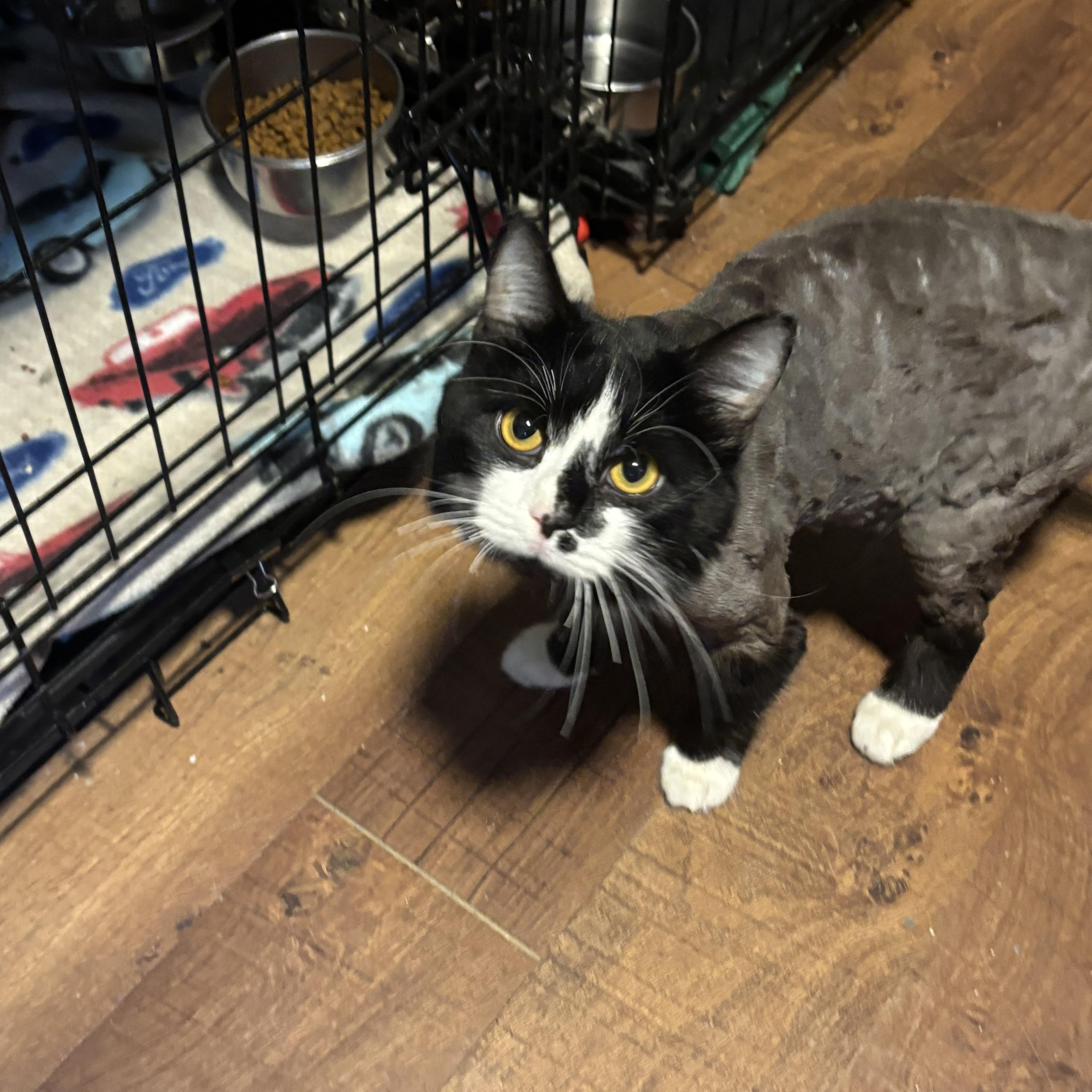 GUNNER, Adopted, Adult Male Domestic Long Hair.