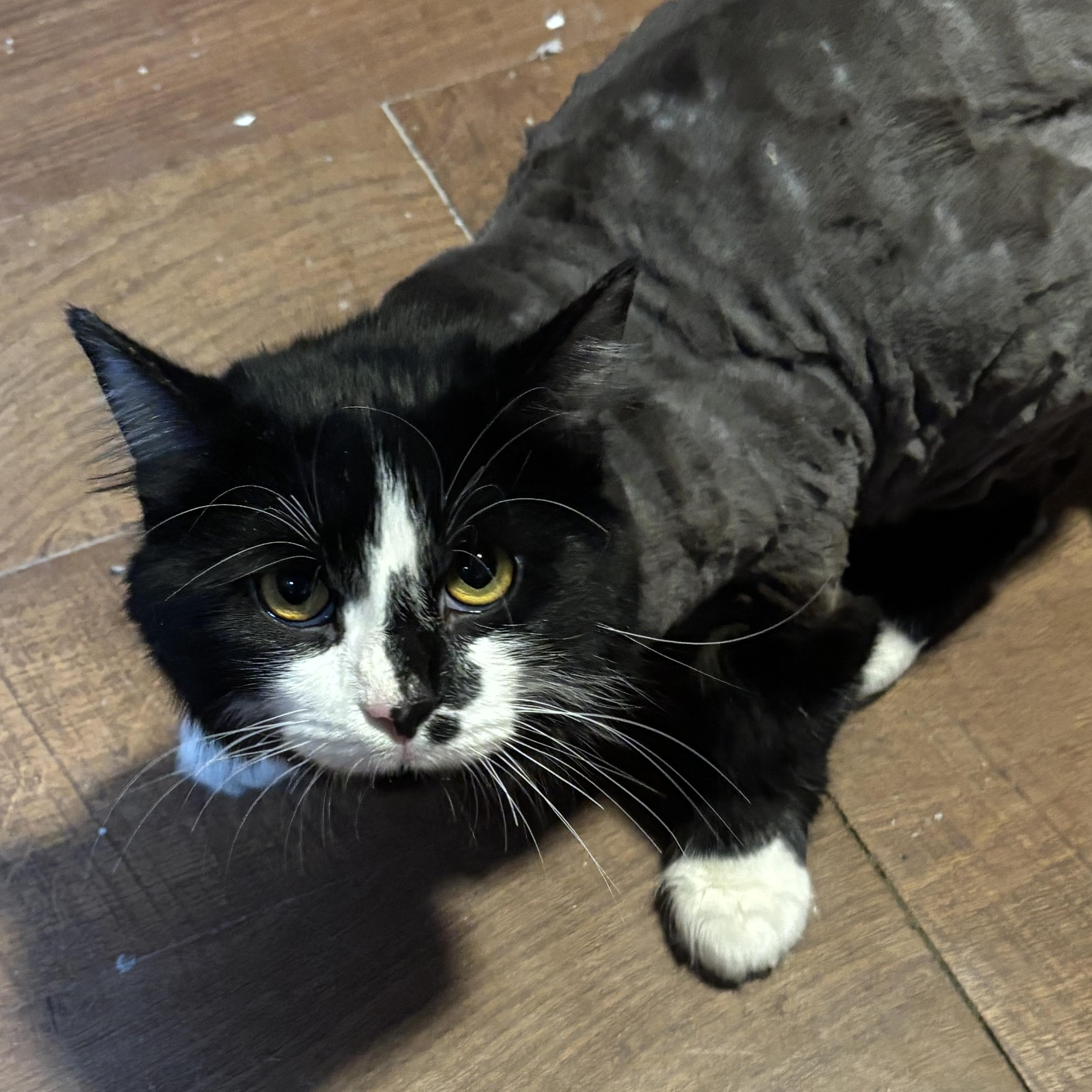Enlarge GUNNER, a Adopted Domestic Long Hair in Pittsburgh, PA image 2/3