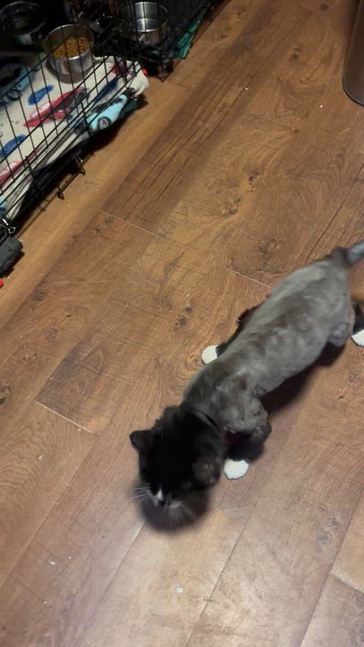 Enlarge GUNNER, a Adopted Domestic Long Hair in Pittsburgh, PA video 3/3