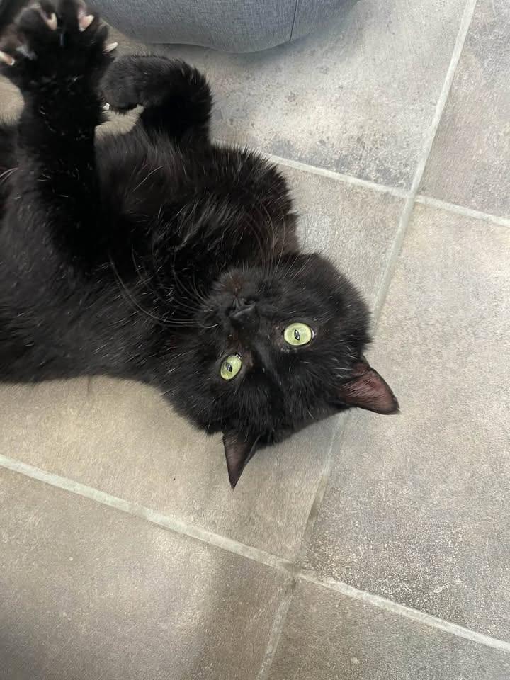 Enlarge Teddy, a ADOPTABLE Domestic Short Hair in Winthrop, ME image 1/1