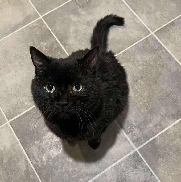 Teddy, adopted, Adult Male Domestic Short Hair.