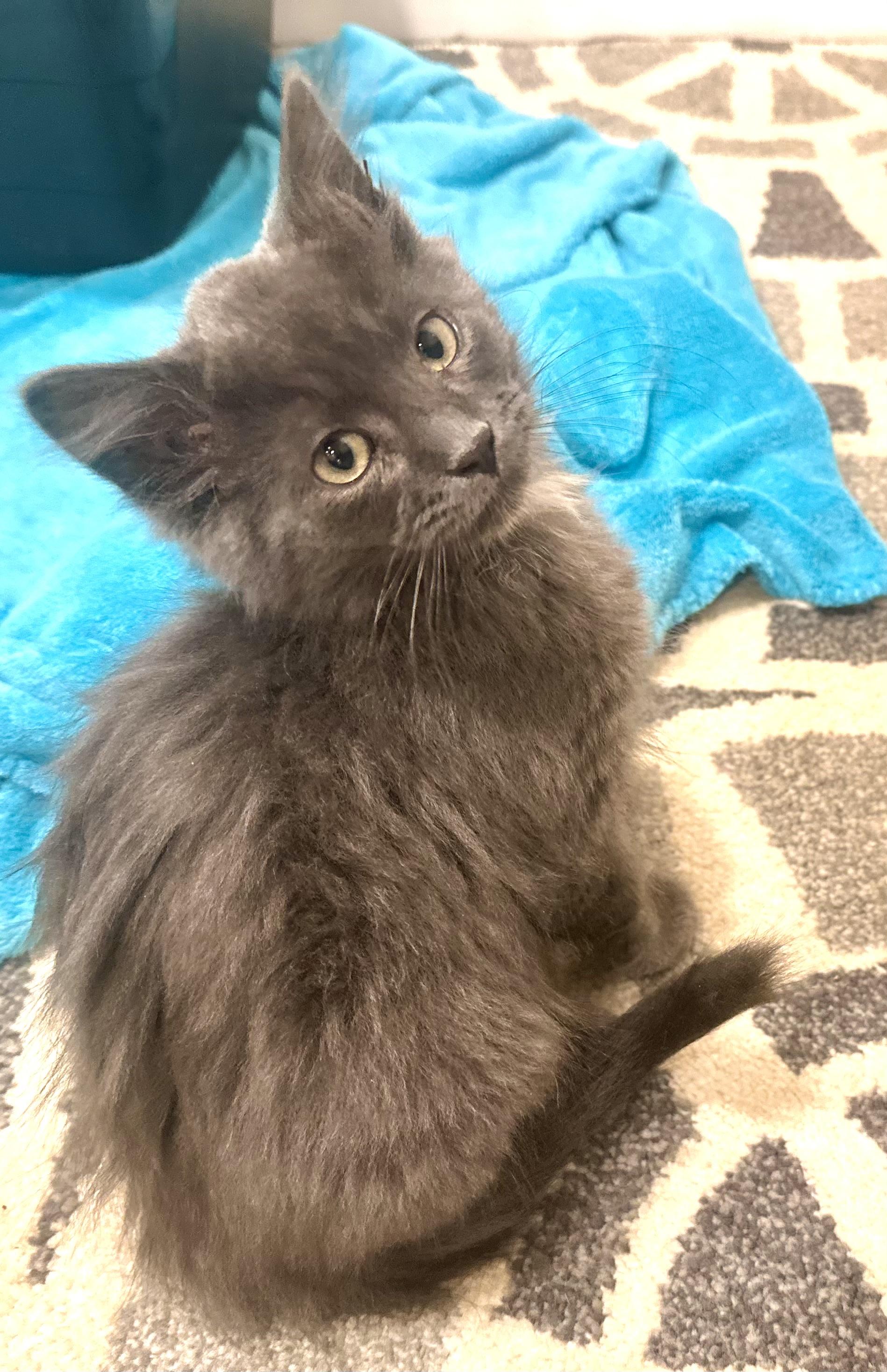 Chummy, Adopted, Young Male Domestic Medium Hair.