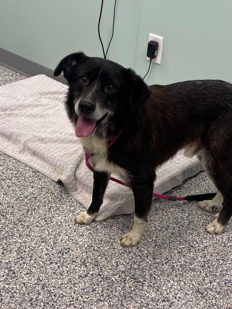 Scruffes, Adoptable, Adult Male Terrier.